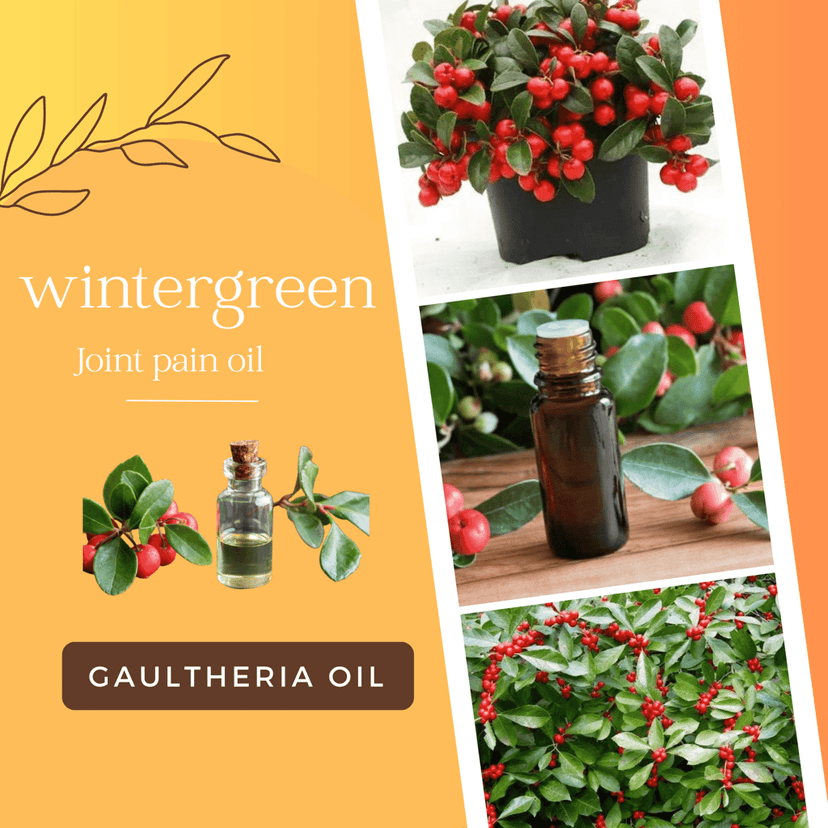 Buy Gaultheria Wintergreen Joint Pain Oil from Nilgiris online view 6