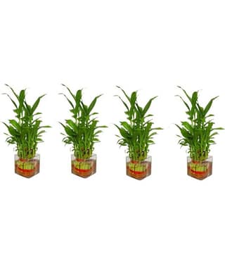 Green plant indoor - Green Wild Artificial Flowers With Pot ( Pack of 4 )