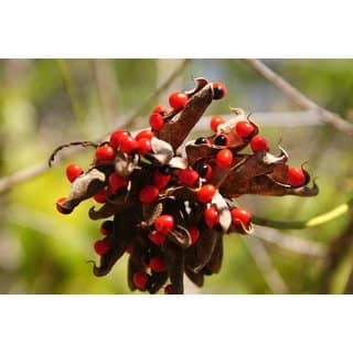 Natural Rakt Gunja Mantra Siddha Laal Chirmi Red Gunja Seeds for Lakshmi Upasna Sadhna Gurivinta Seeds 51 Pcs view 3