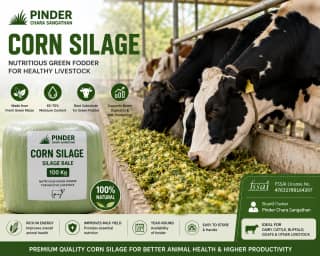 Pinder Chara Sangathan Corn Silage Bale for Cattle Feed - 100 Kg