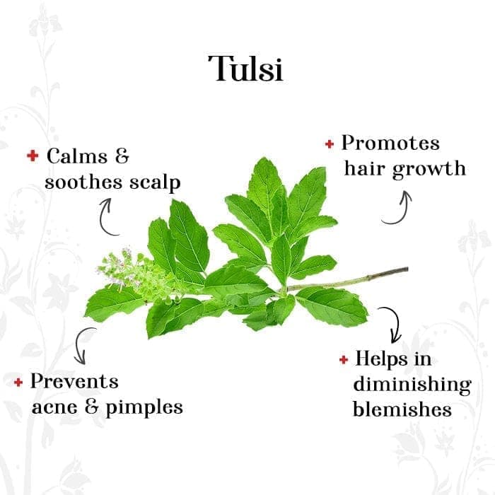Rozhub Naturals Tulsi Powder - 100g view 5