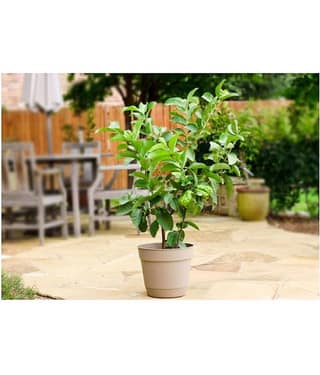 Indoor Dwarf Mixed 100 PCS Organic Large Sweet Guava Seeds