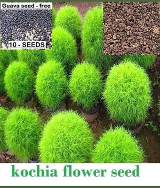 homeagro- Kochia Green Grass Seeds (Pack of 50)