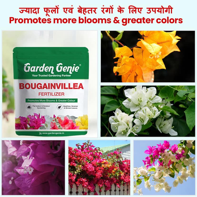 Garden Genie Bougainvillea Plant Fertilizer 830g | Organic Bloom Booster Fertilizer for Overall Growth of Bougainvillea Flowers in Home Garden, Powder view 2
