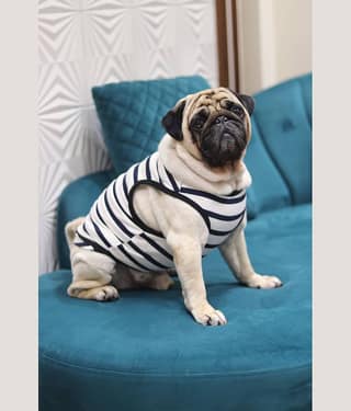 Baeship Studio Light Grey Cotton Dog Medium T-Shirt
