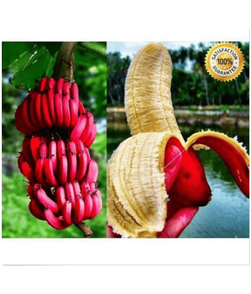 Dwarf Red banana seeds , delicious rare fruit tree seeds High quality 25 seeds