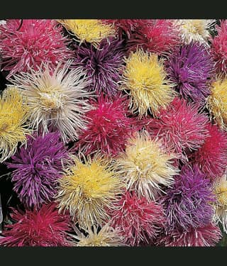 homeagro - Chrysanthemum Flower ( 50 Seeds )