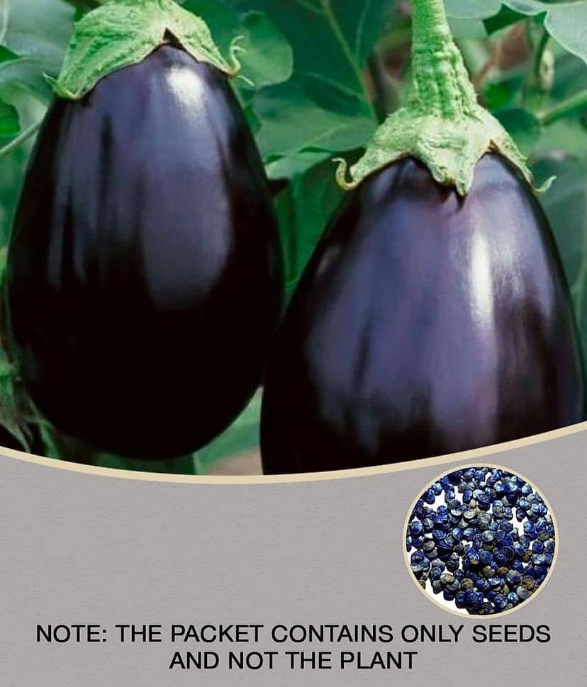 homeagro - Brinjal Vegetable ( 50 Seeds )