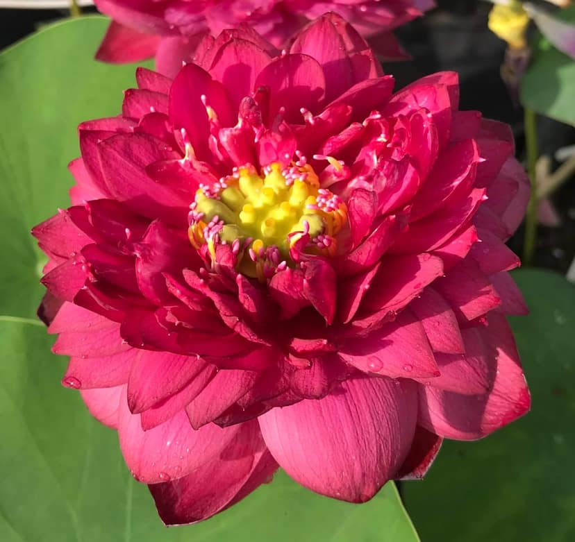 RED RUBY LOTUS TUBER