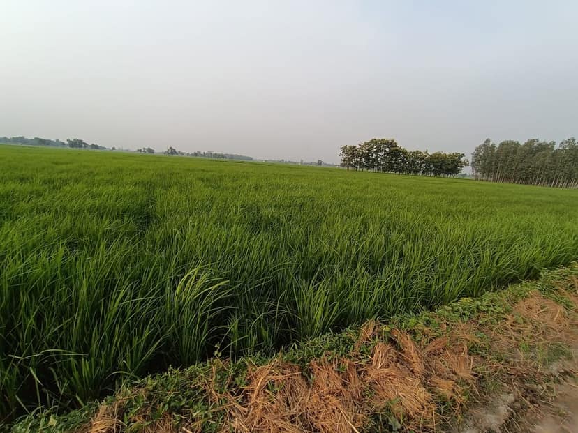 Organic Kala namak chaval काला नमक चावल view 2
