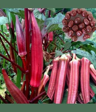 homeagro - Lady Finger Vegetable Seeds (Pack of 50)