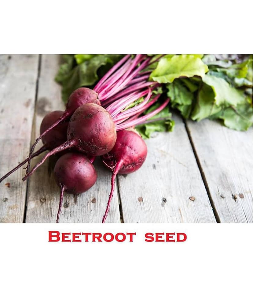 Beetroot Microgreens Organic Vegetable Seeds ( 100 Seeds per packet) view 2