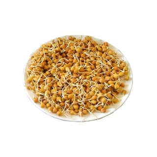 Chana Sprout 1 Pack