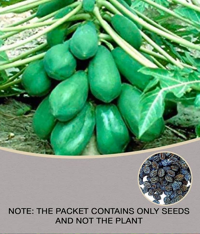 Papaya, Papita Honey Dew Fruit 50 Seeds