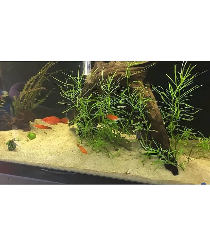Green plant indoor - Natural Stones view 3