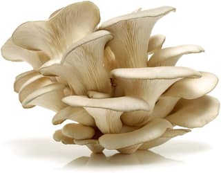Fresh Oyster Mushroom 1 pack (200 - 250 gms)