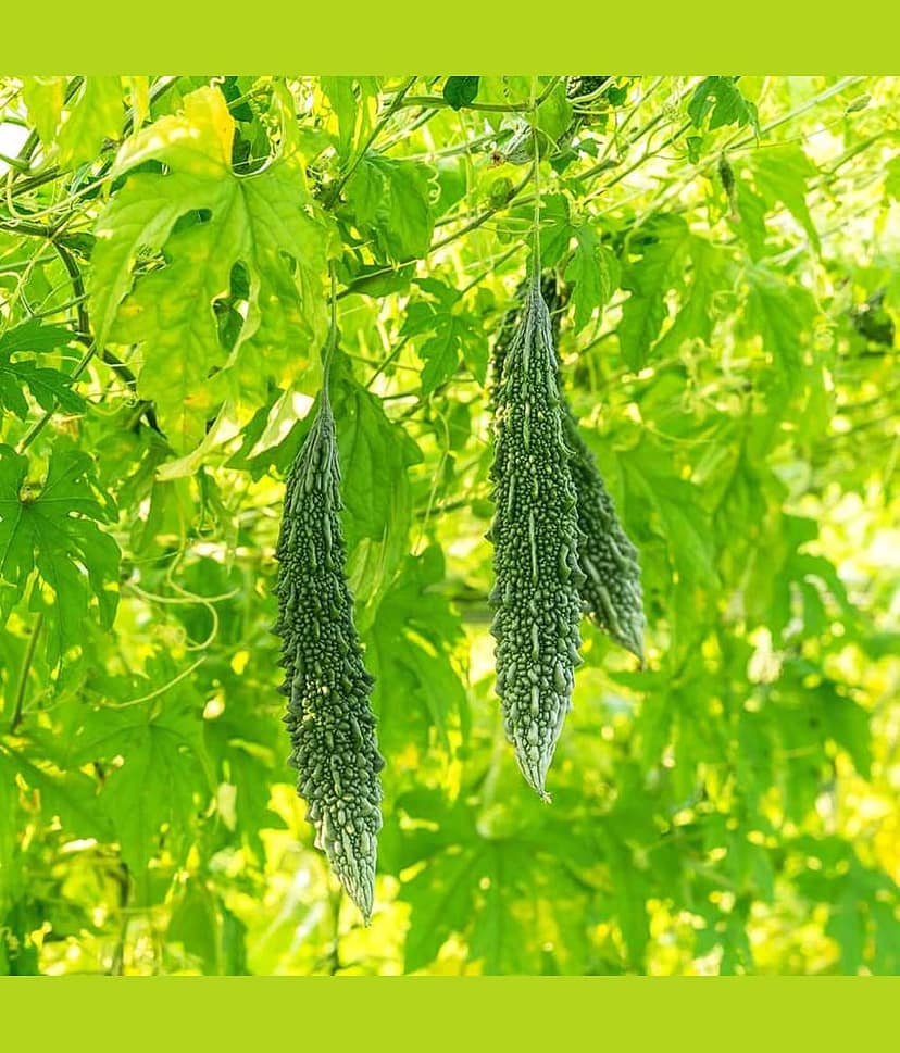 Jignisha Seeds Bitter Gourd Vegetable ( 15 Seeds ) view 2