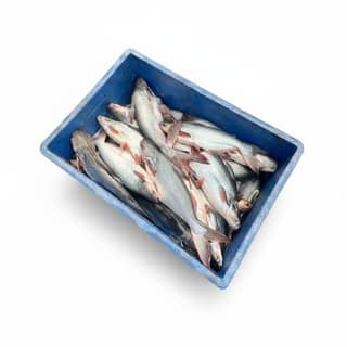Fresh Raw Fish - 20 kg - One crate containing fresh fish