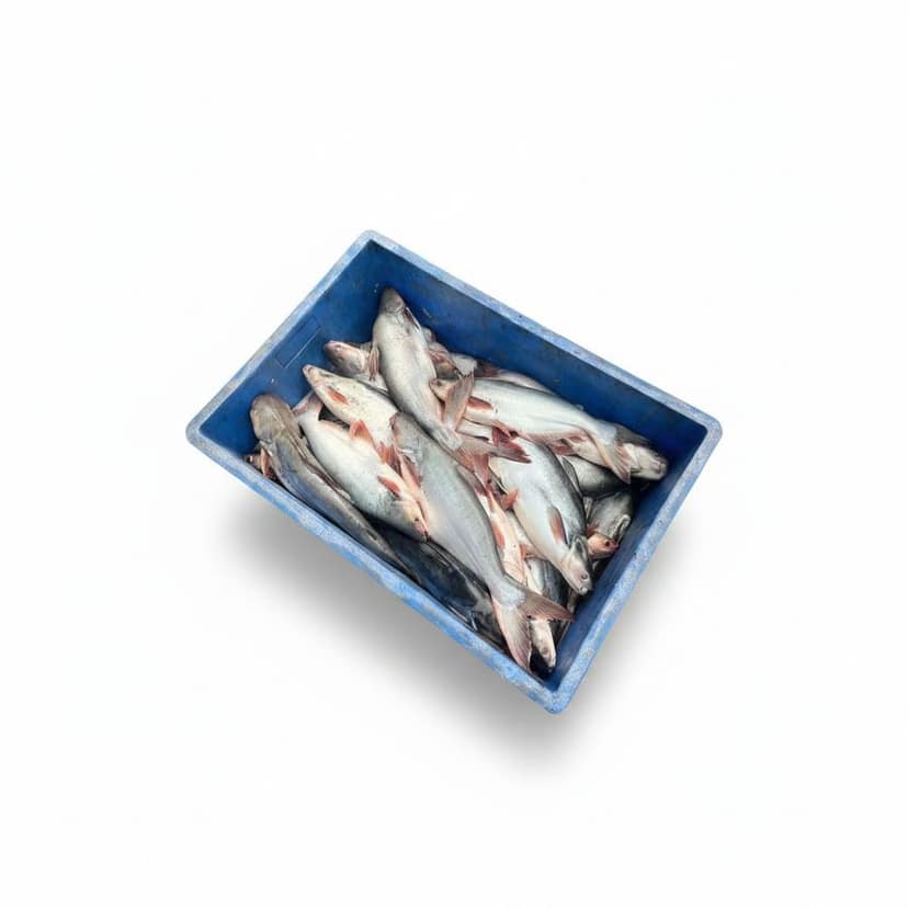 Fresh Raw Fish - 20 kg - One crate containing fresh fish view 2