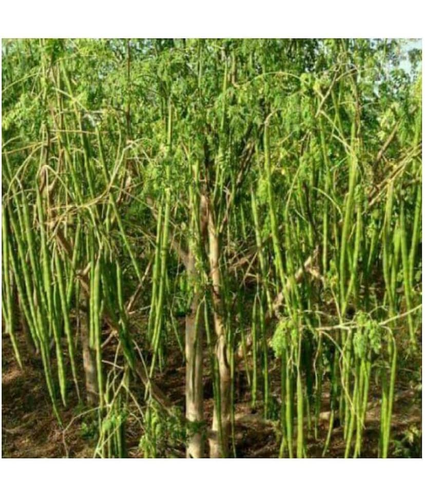 Moringa Seeds Variety Hybrid Drumstick 20 Seeds (Saijan ki Phalli,Saragavo) view 2