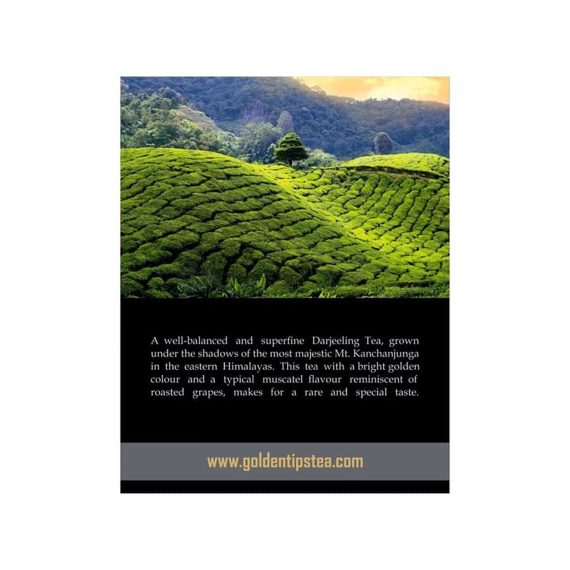 Golden Tips Summer Exotica Second Flush Darjeeling Black Tea (8.81oz - 250 gm - 125 Cups) view 4