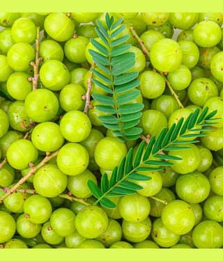 Jignisha Seeds Amla Fruit ( 30 Seeds )