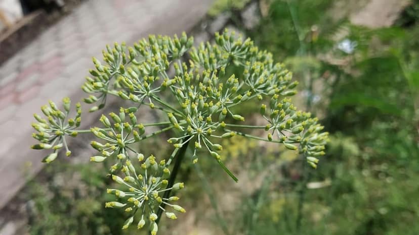 Birsa Krushi Vikas Premium Fennel Seeds (Saunf) - Pure & Aromatic view 4