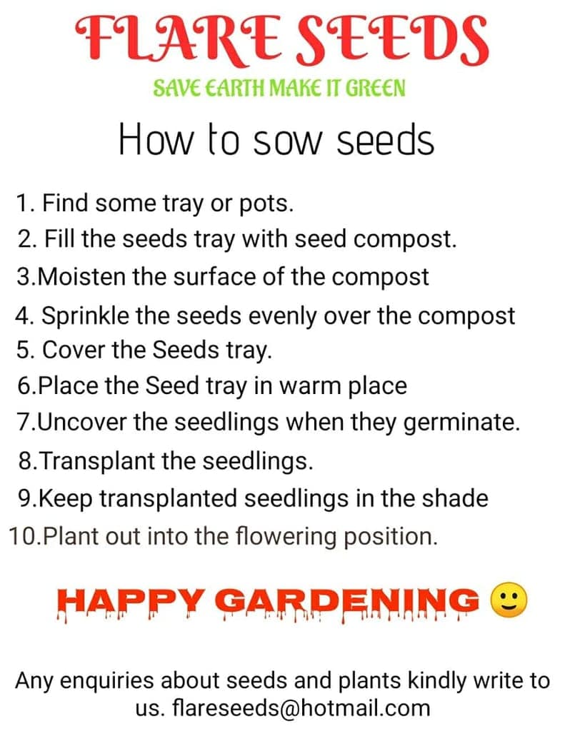 FLARE SEEDS 40 Variety of Vegetables Seeds (2000+ Seeds) view 4