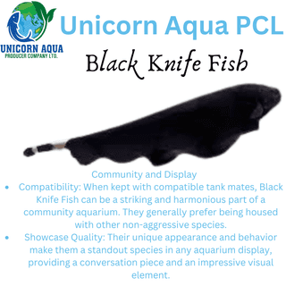 Ghost Knife Fish
