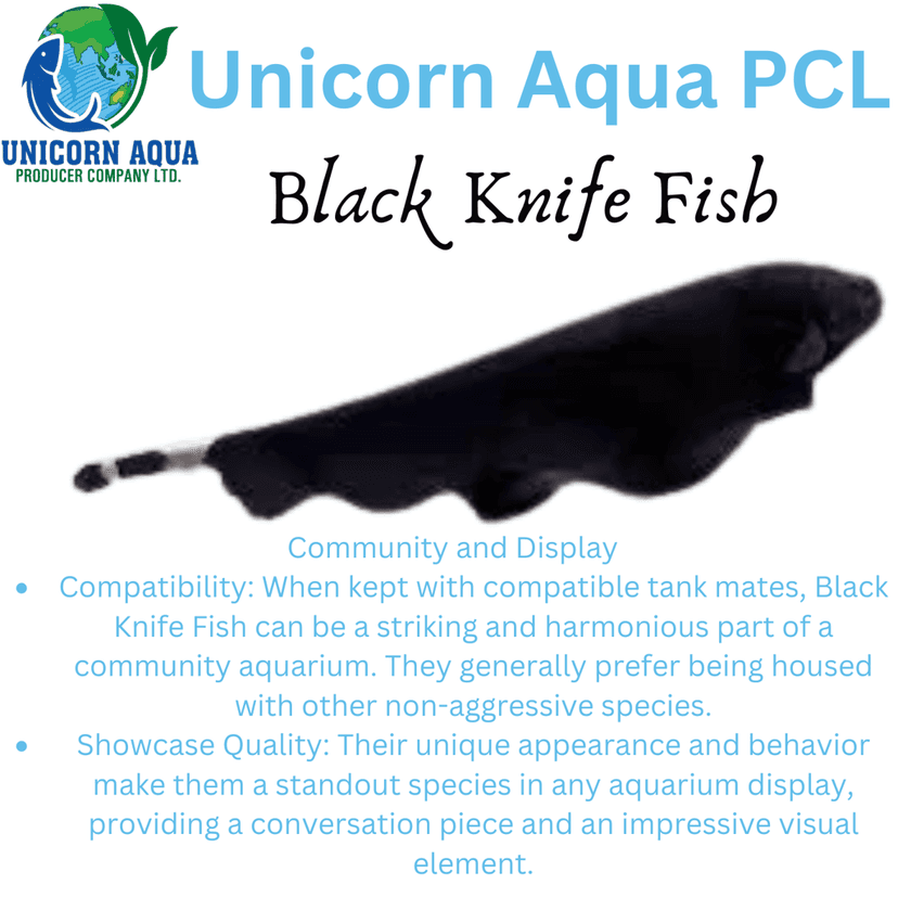 Ghost Knife Fish