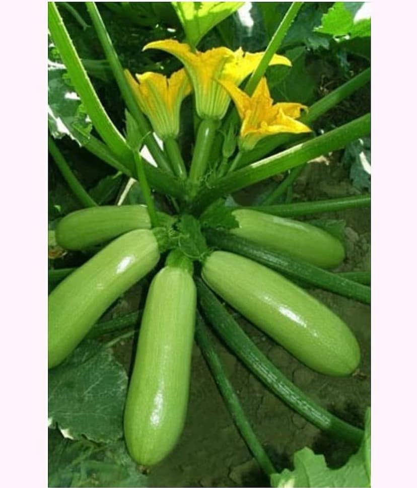 Zucchini High Yielding Hybrid Light Green Long Squash Seeds - Pack of 10 Seeds view 2