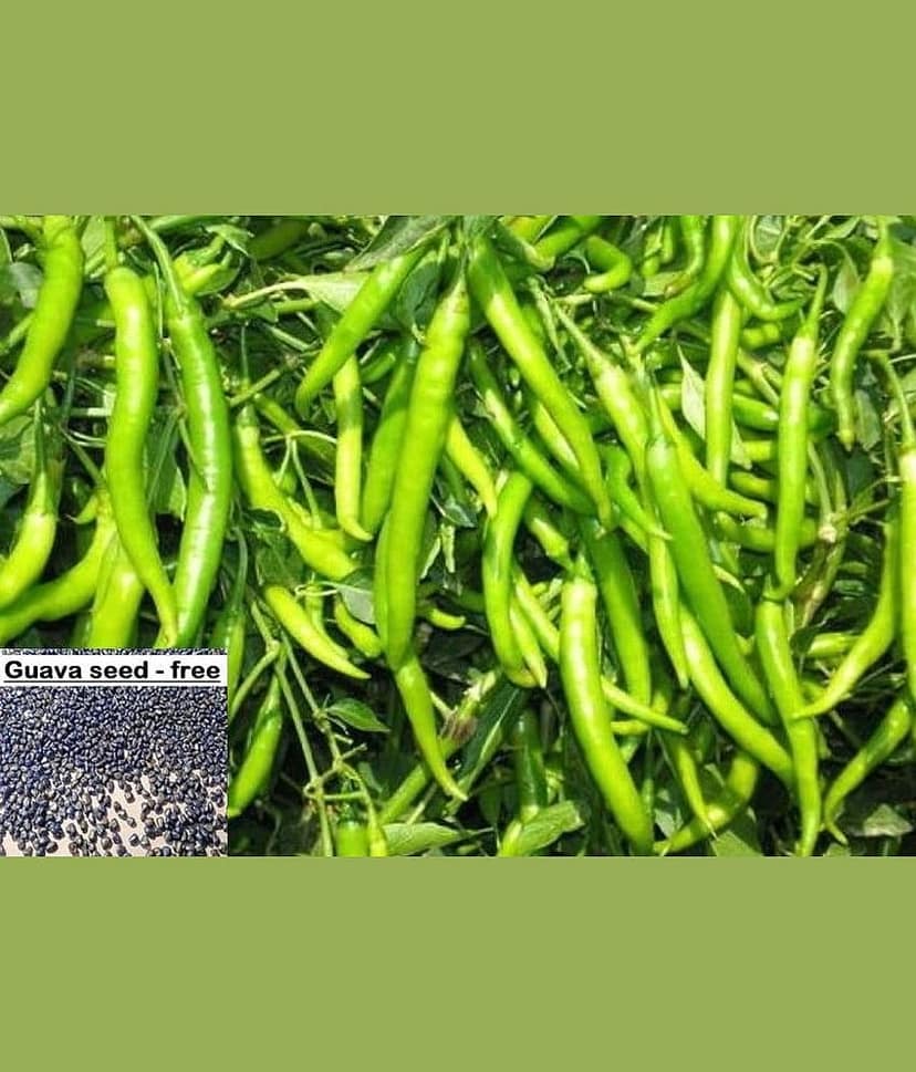 homeagro - Chilli Vegetable ( 50 Seeds )