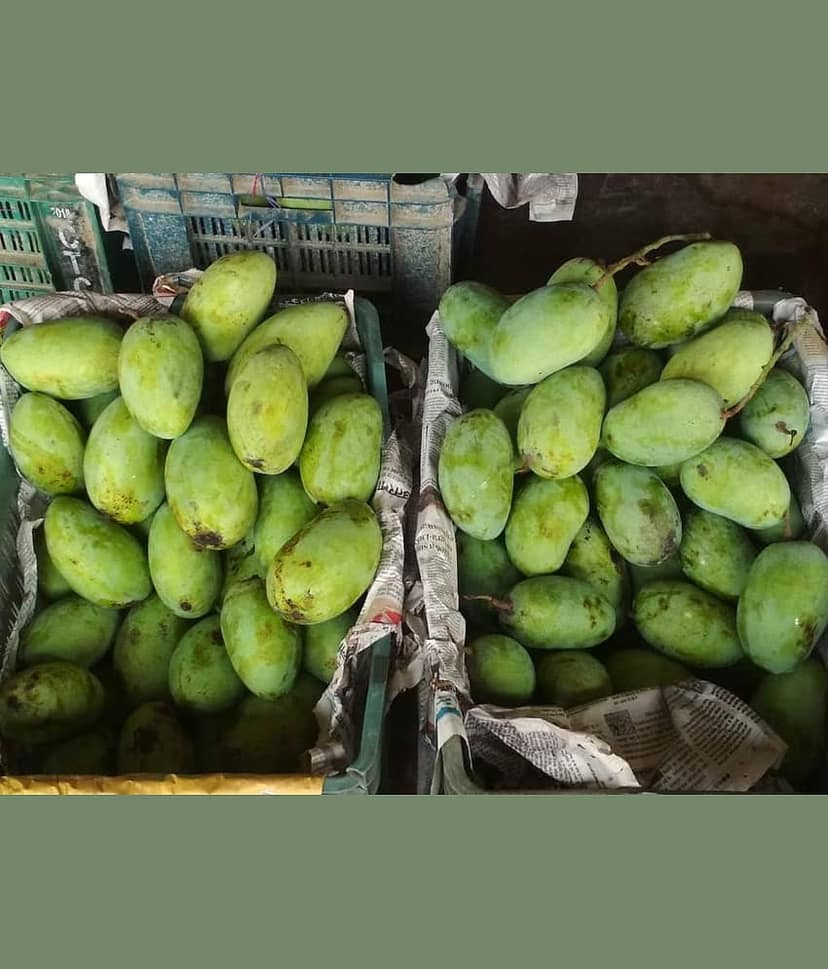 Cloud Farm Outdoor Mango Fruit Plant Pack of 1 view 2