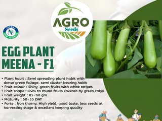 Agro Seeds BRINJAL GREEN LONG Seeds Kitchen Garden Vegetable seeds (Hybrid)- 50 seeds