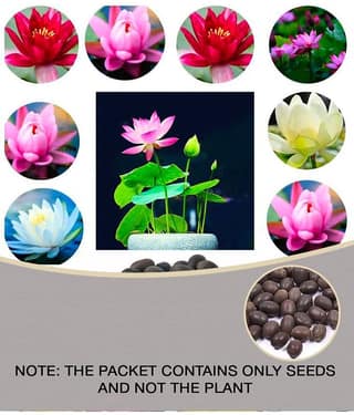 homeagro - Lotus Flower ( 20 Seeds )