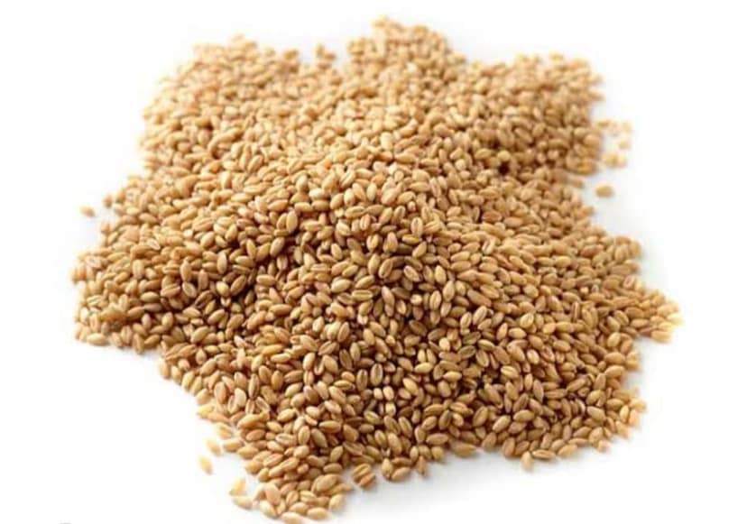 WHEAT view 3