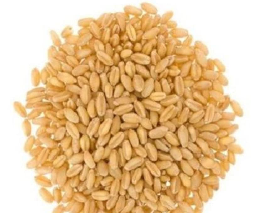 WHEAT view 4