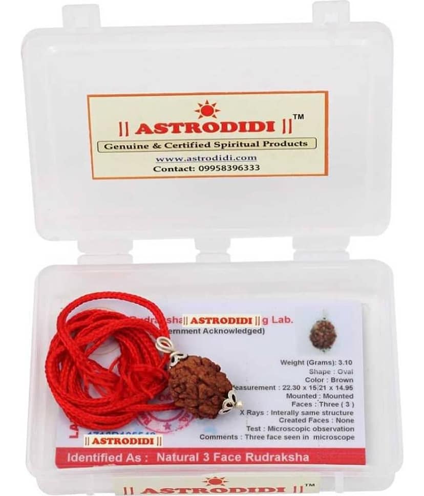 Astrodidi 3 Mukhi Rudraksha (Lab Certified) view 2