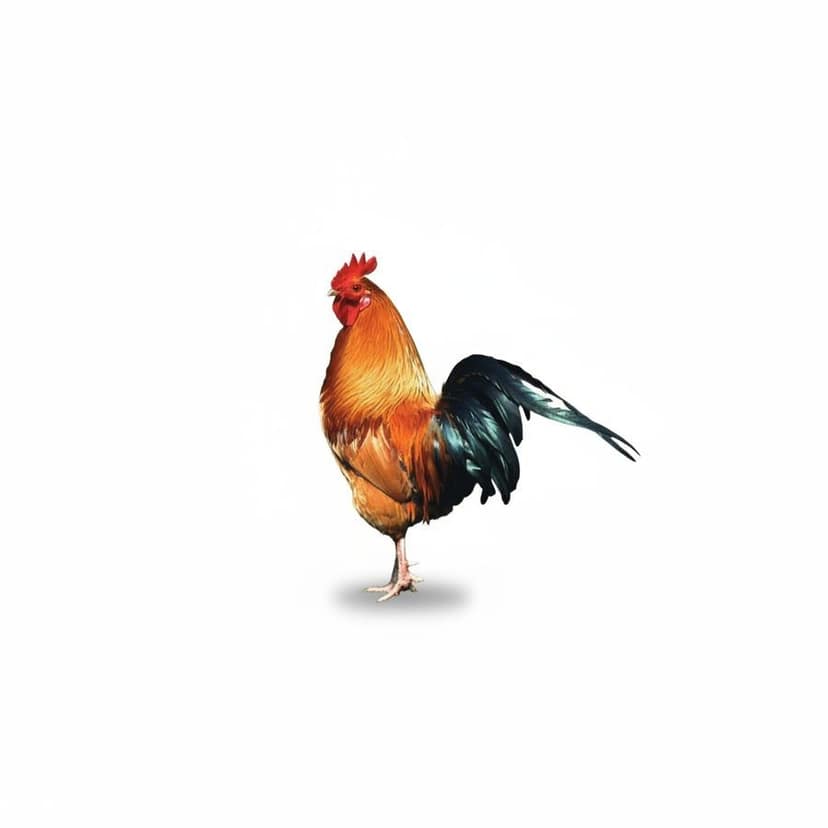 Fresh Chicken - 1 kg - One whole chicken view 3