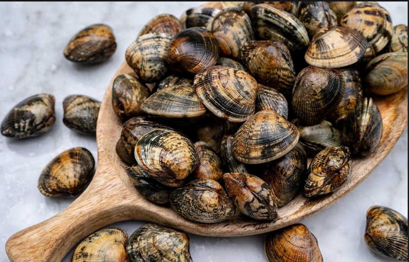 Clam / (Whole with Shell) - 500gms