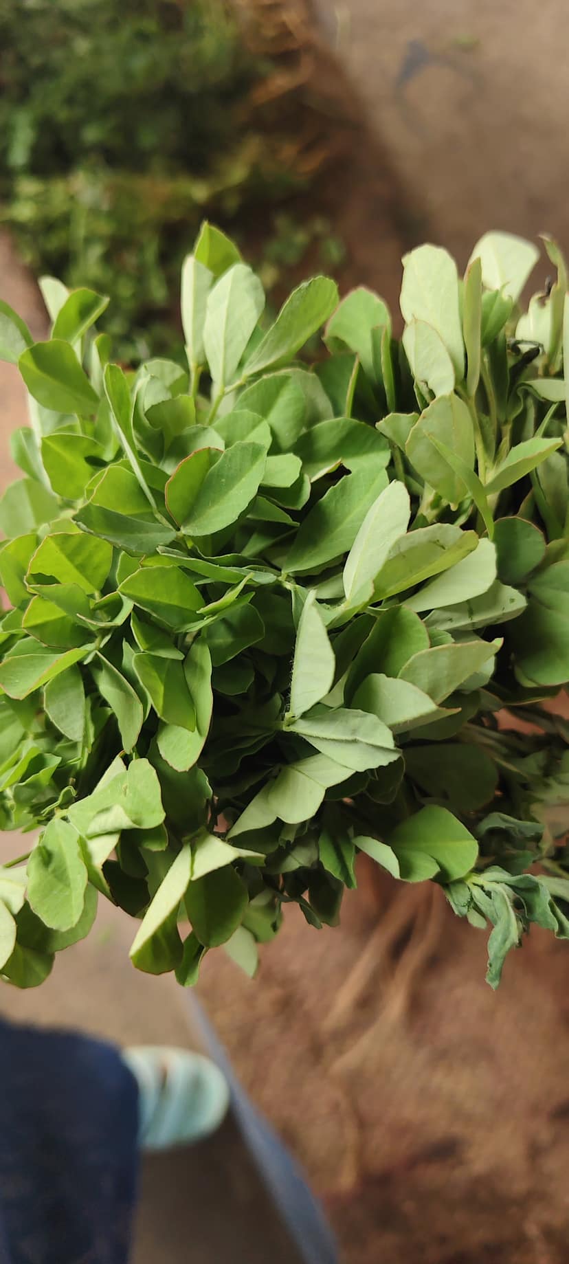 Leafy vegitables (Methi Leaves)