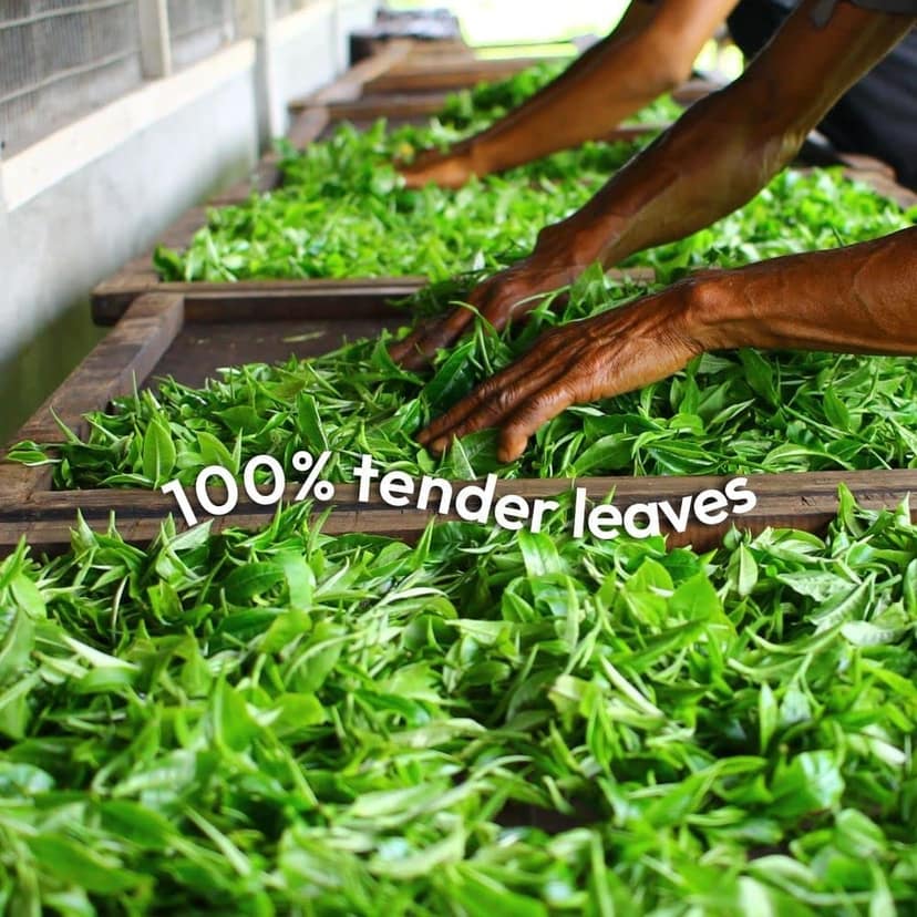 Woolah Rare Tea Assortment Pack - World's 1st Bagless Whole Leaf Organic Tea Dip | 15 pcs | Single Origin Tea | Naturally Anti-Oxidant Properties | Plastic-free | Boosts Energy view 7