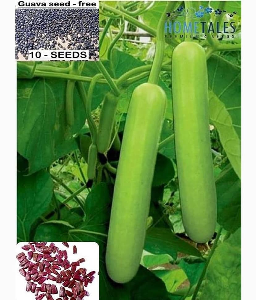 homeagro - Thai Guava Fruit Seeds (Pack of 100)