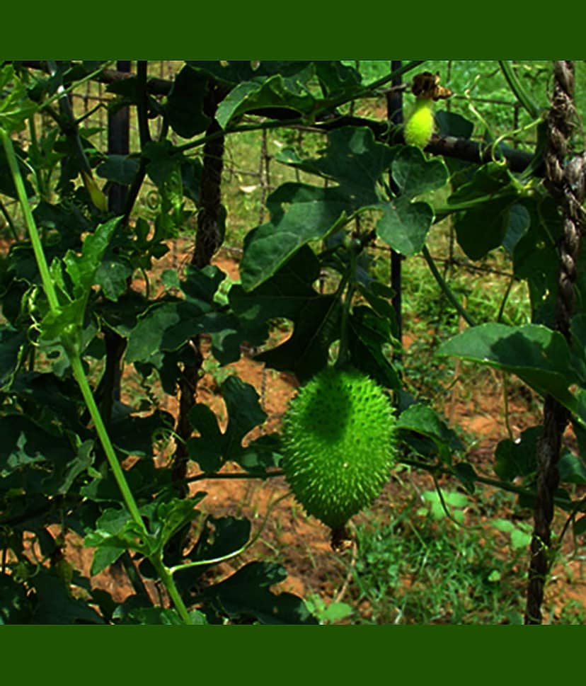 Jignisha Seeds Kantola Vegetable ( 20 Seeds )