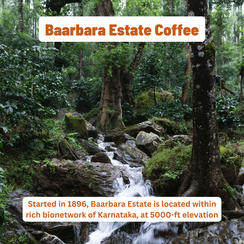 Baarbara Estate Coffee view 3