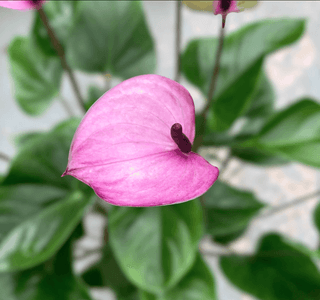 NSC ANTHURIUM PURPLE PLANT