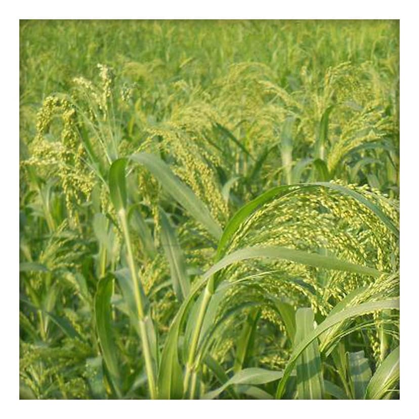 Little Millet Sevai 200gm view 4