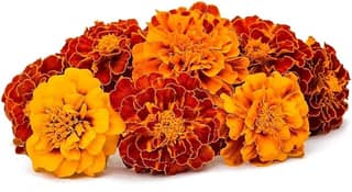 Red Marigold 250 Gms