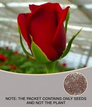 Azalea Gardens Rose Flower Seeds "Red Rose" 20 Seeds Pack