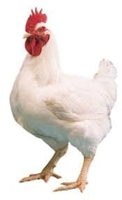 Daily Fresh Classic Burnt Turmeric Egg Laying Farm Chicken With Skin
